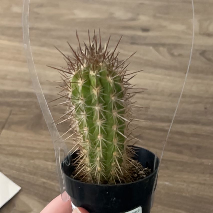 Photo of the plant species Pilosocereus gounellii by @GlossyMostii19 named Maya on Greg, the plant care app