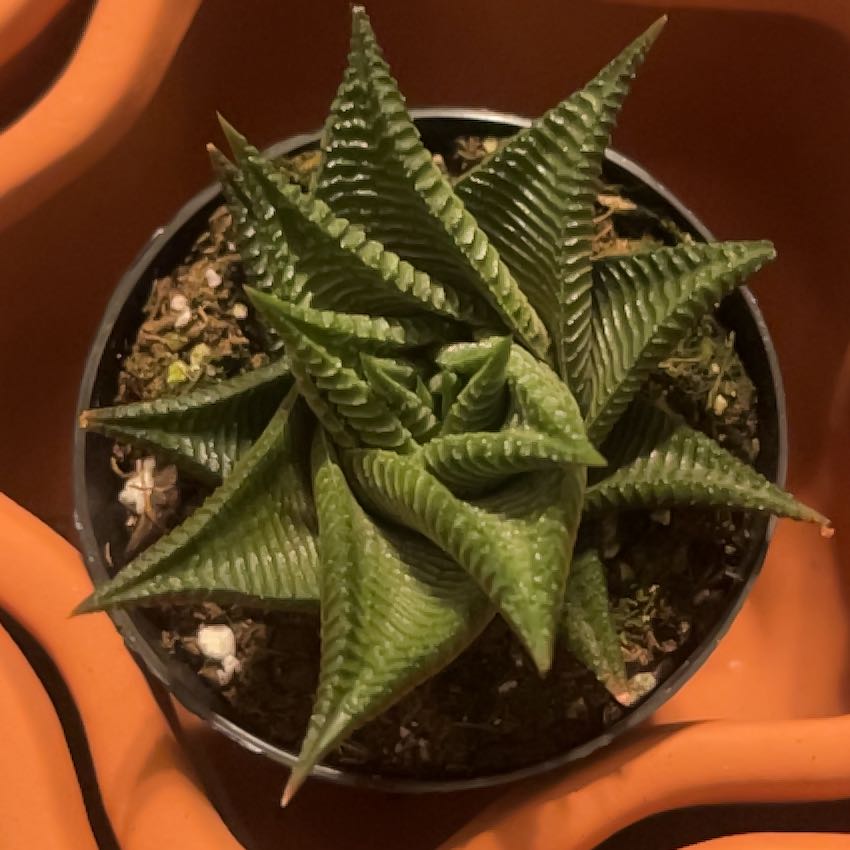 Photo of the plant species Haworthiopsis limifolia 'Twister' by @GlossyMostii19 named Twizzler on Greg, the plant care app