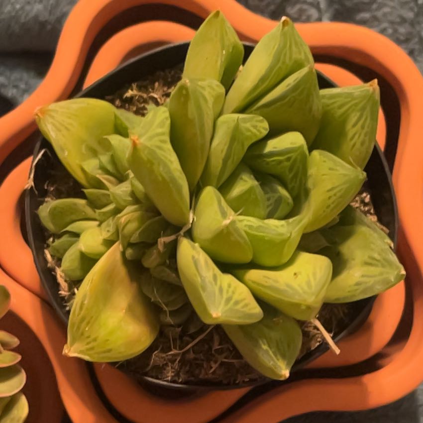 Plant care for Hawthoria turgida on Greg, the plant care app
