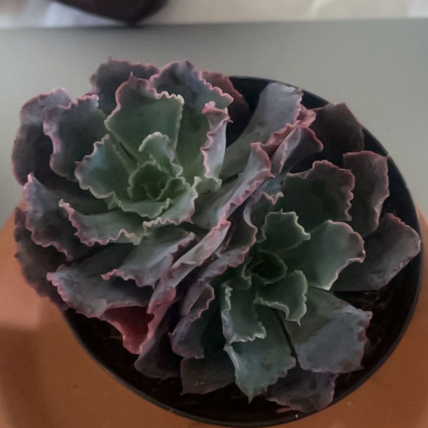 Photo of the plant species Succulent by @GlossyMostii19 named Neon Lettuce on Greg, the plant care app
