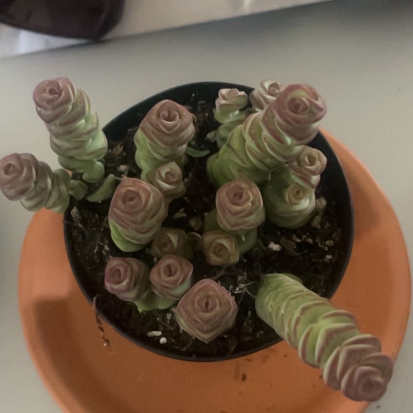 Photo of the plant species Crassula 'Baby's Necklace' by @GlossyMostii19 named Bella on Greg, the plant care app