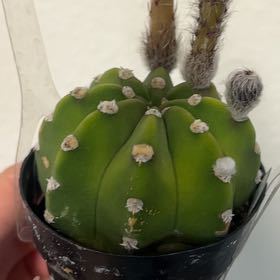 Photo of the plant species Echinopsis subdenudatum 'Dominos' by @GlossyMostii19 named Doja Cat on Greg, the plant care app
