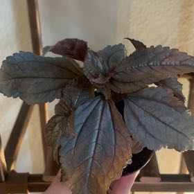 Photo of the plant species Silver Plated Pilea by @GlossyMostii19 named Girlfrond on Greg, the plant care app