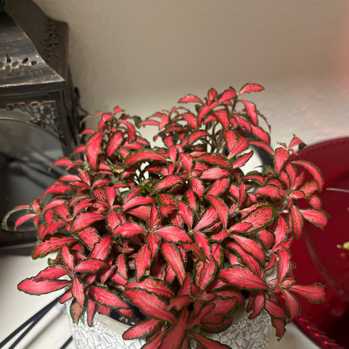 Photo of the plant species Fittinia Blackstar by @GlossyMostii19 named Diana on Greg, the plant care app