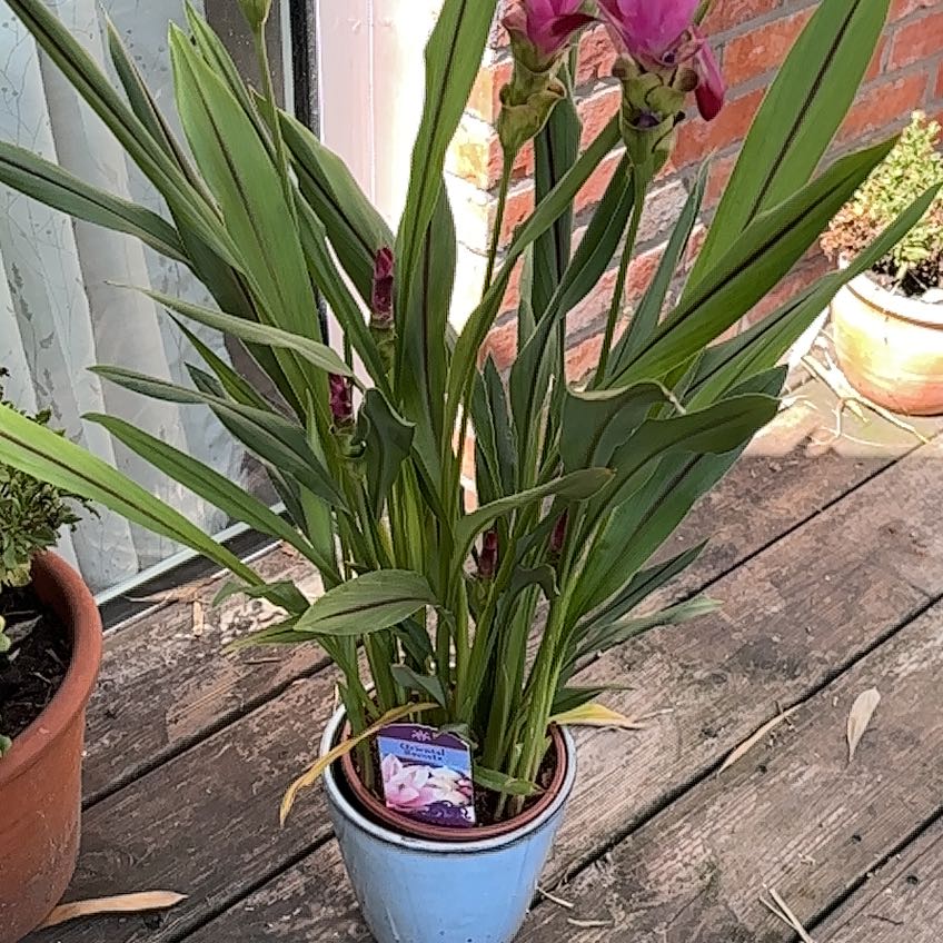 Photo of the plant species Curcuma 'Curleno' by @HonestBeech76 named Curcuma on Greg, the plant care app