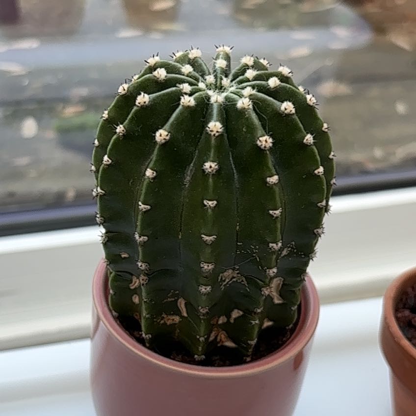 Photo of the plant species Echinopsis 'Rose Quartz' by @HonestBeech76 named Quarts on Greg, the plant care app