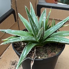 Photo of the plant species Queen Victoria Agave by @HonestBeech76 named Gobi on Greg, the plant care app
