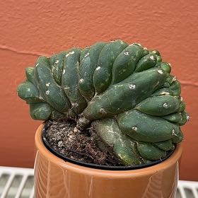 Photo of the plant species Crested San Pedro by @HonestBeech76 named San Pedro Pascal Gregarious on Greg, the plant care app