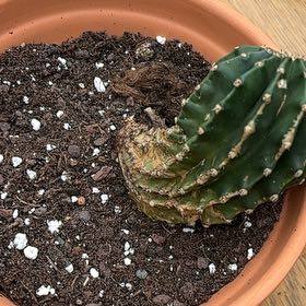 Photo of the plant species Rainbow Burst by @HonestBeech76 named Echinopsis 🌈 burst on Greg, the plant care app
