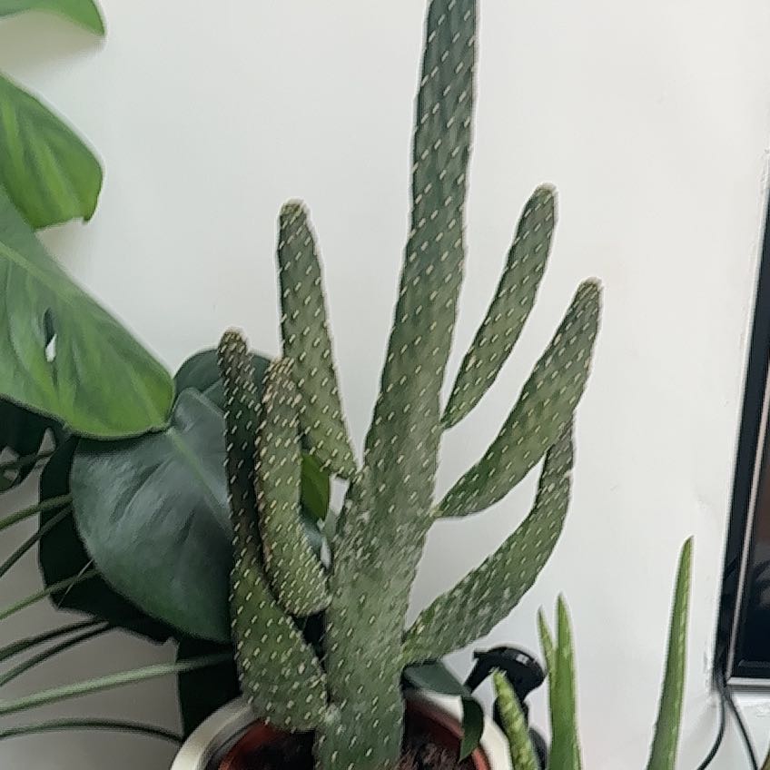 Photo of the plant species fig opuntia by @GuruHeketara89 named Drake on Greg, the plant care app