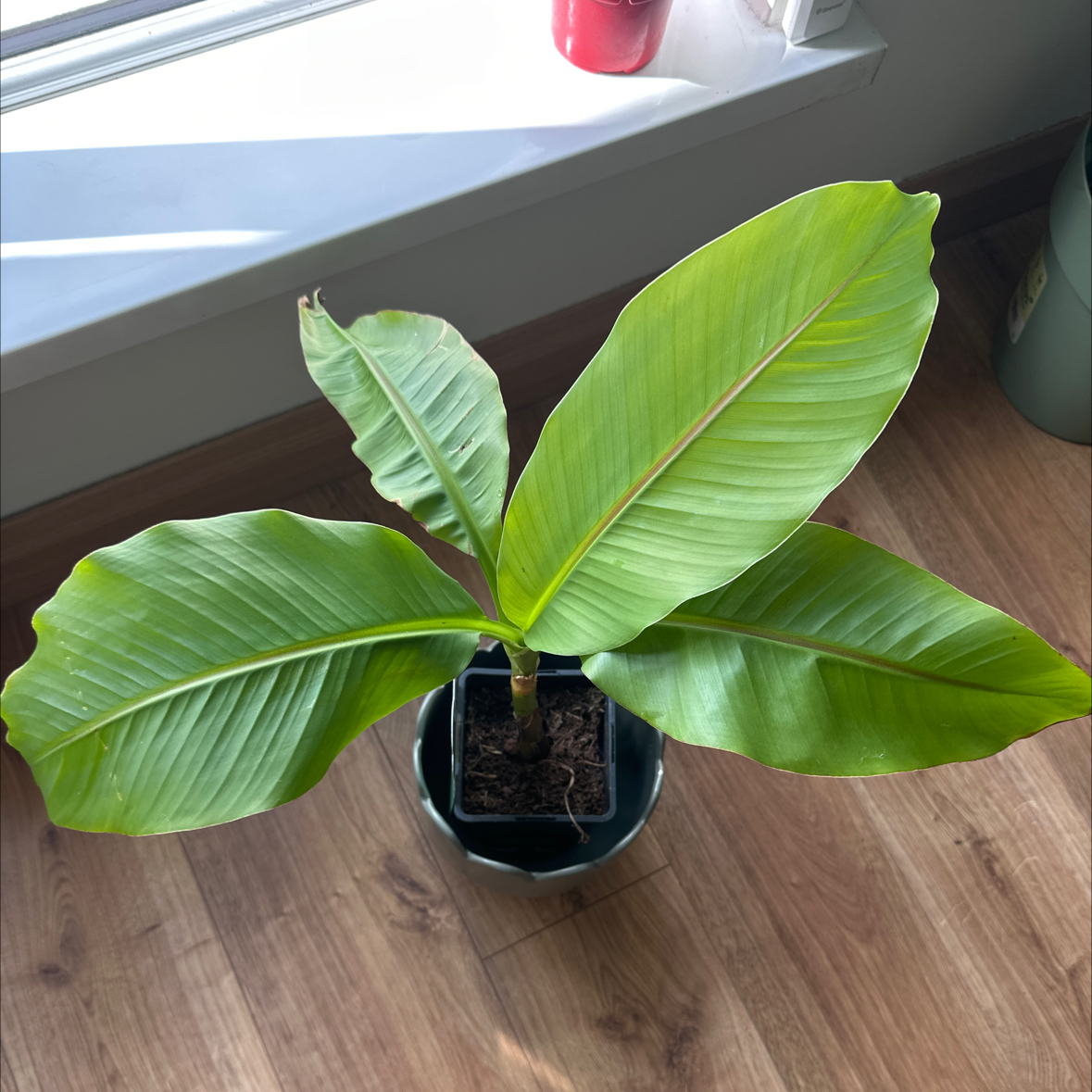 Photo of the plant species Japanese Banana by @AceDateplum75 named Harry on Greg, the plant care app