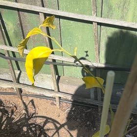 Photo of the plant species Satsuma Mandarin by @HotFilbert58 named Darwin on Greg, the plant care app
