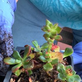 Photo of the plant species Copper Rose by @SirWodyetia19 named Oscar on Greg, the plant care app