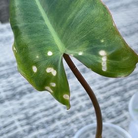 Photo of the plant species Green Arrow-Arum by @ContentPersia61 named Muhammad Ali on Greg, the plant care app