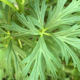 Photo of the plant species Cutleaf Geranium by @SpicyCurryplant named Gomez on Greg, the plant care app
