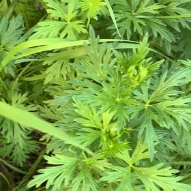 Photo of the plant species Monkshood by @SpicyCurryplant named Fernie Mercury on Greg, the plant care app