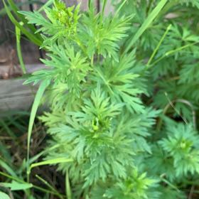 Photo of the plant species Monkshood by @SpicyCurryplant named da Vinci on Greg, the plant care app