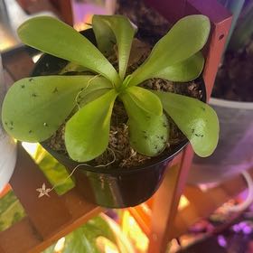 Photo of the plant species Mexican Butterwort by @YesLime88 named Dolores on Greg, the plant care app
