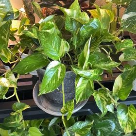 Photo of the plant species Hawaiian Pothos by @YesLime88 named Lebron on Greg, the plant care app