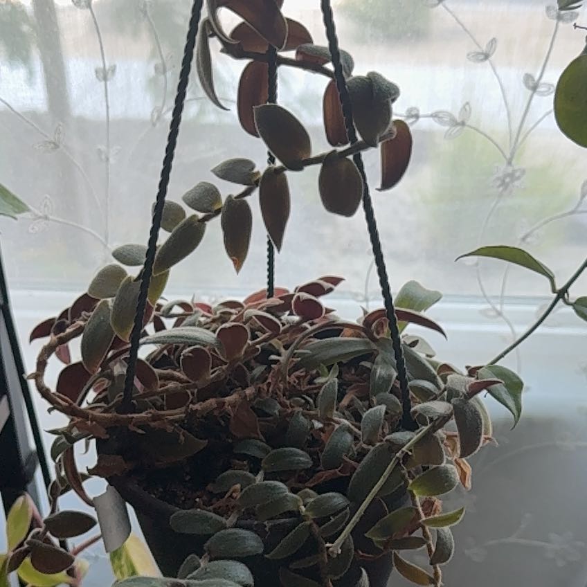 Photo of the plant species Teddy Bear Vine by @YesLime88 named Rihanna on Greg, the plant care app