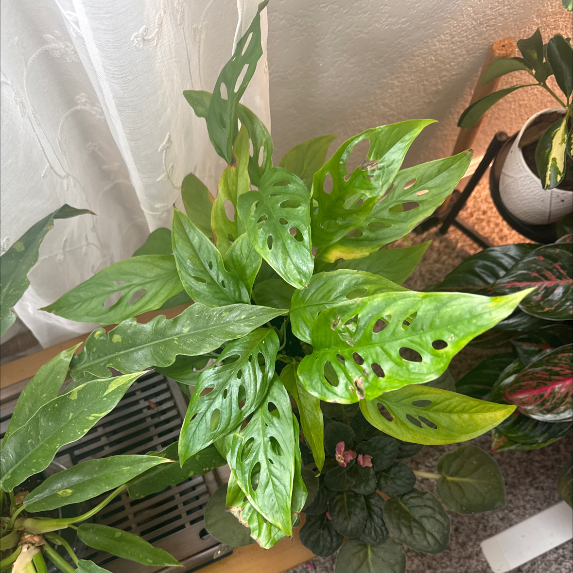 Photo of the plant species Swiss Cheese Plant by @YesLime88 named Doja Cat on Greg, the plant care app
