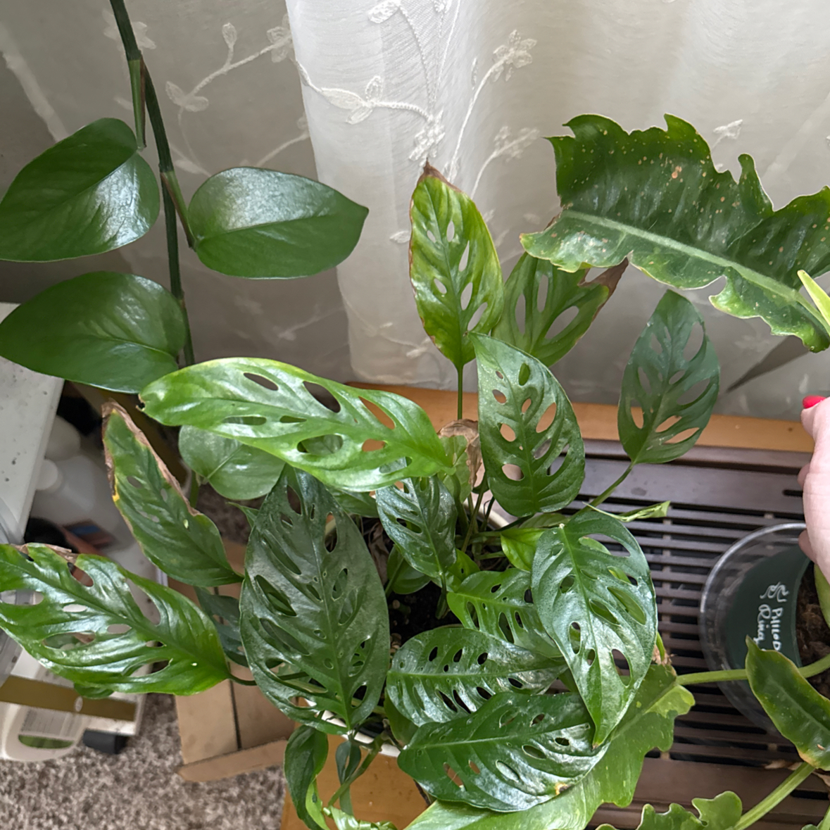 Photo of the plant species Swiss Cheese Plant by @YesLime88 named Doja Cat on Greg, the plant care app