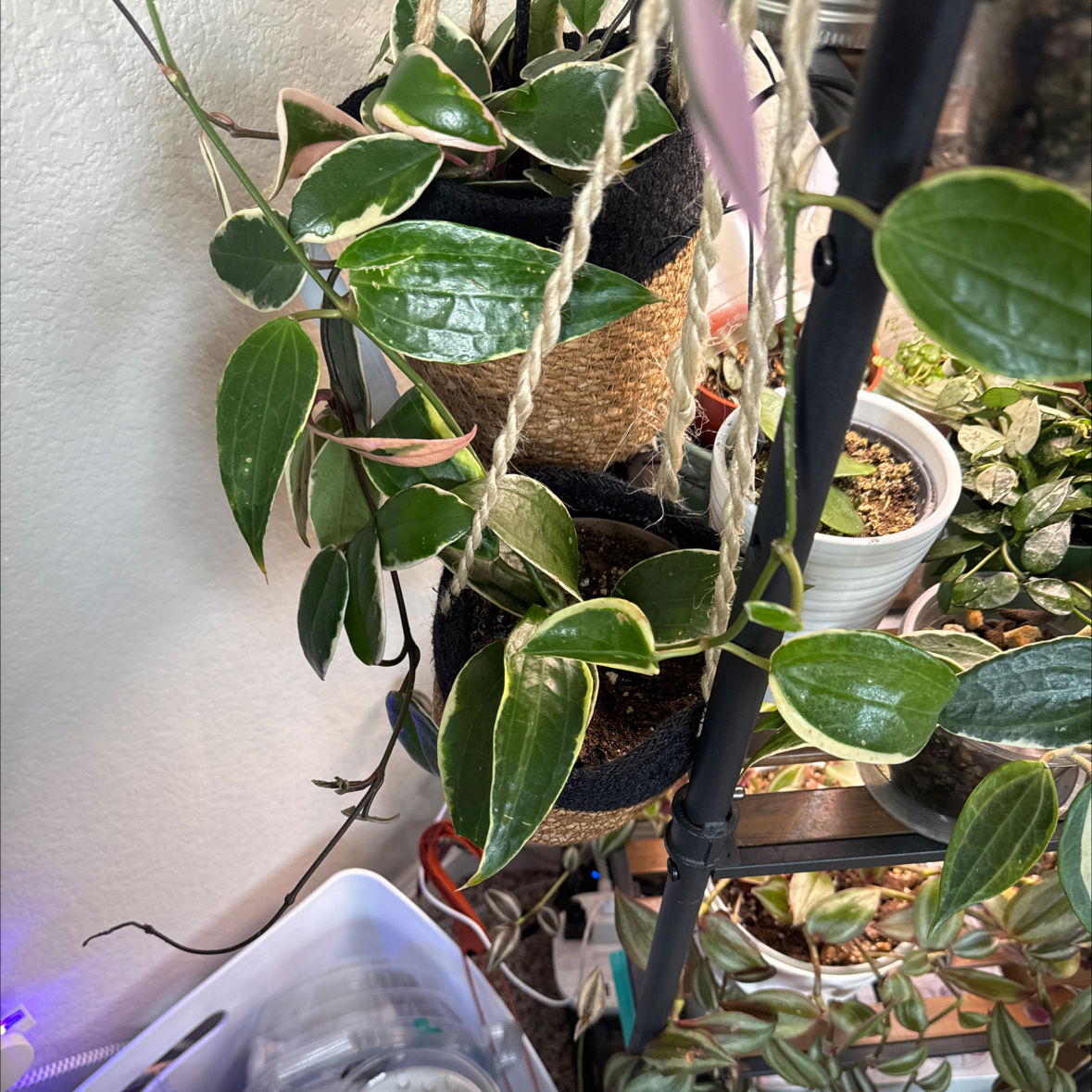 Photo of the plant species Endless Cascades Quinquenervia by @YesLime88 named Captain Plant-it on Greg, the plant care app