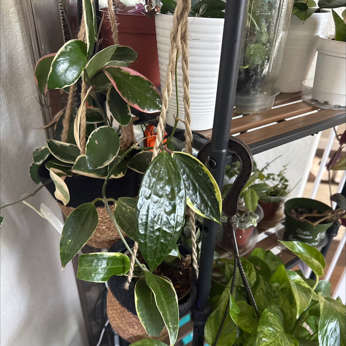Photo of the plant species Endless Cascades Quinquenervia by @YesLime88 named Captain Plant-it on Greg, the plant care app