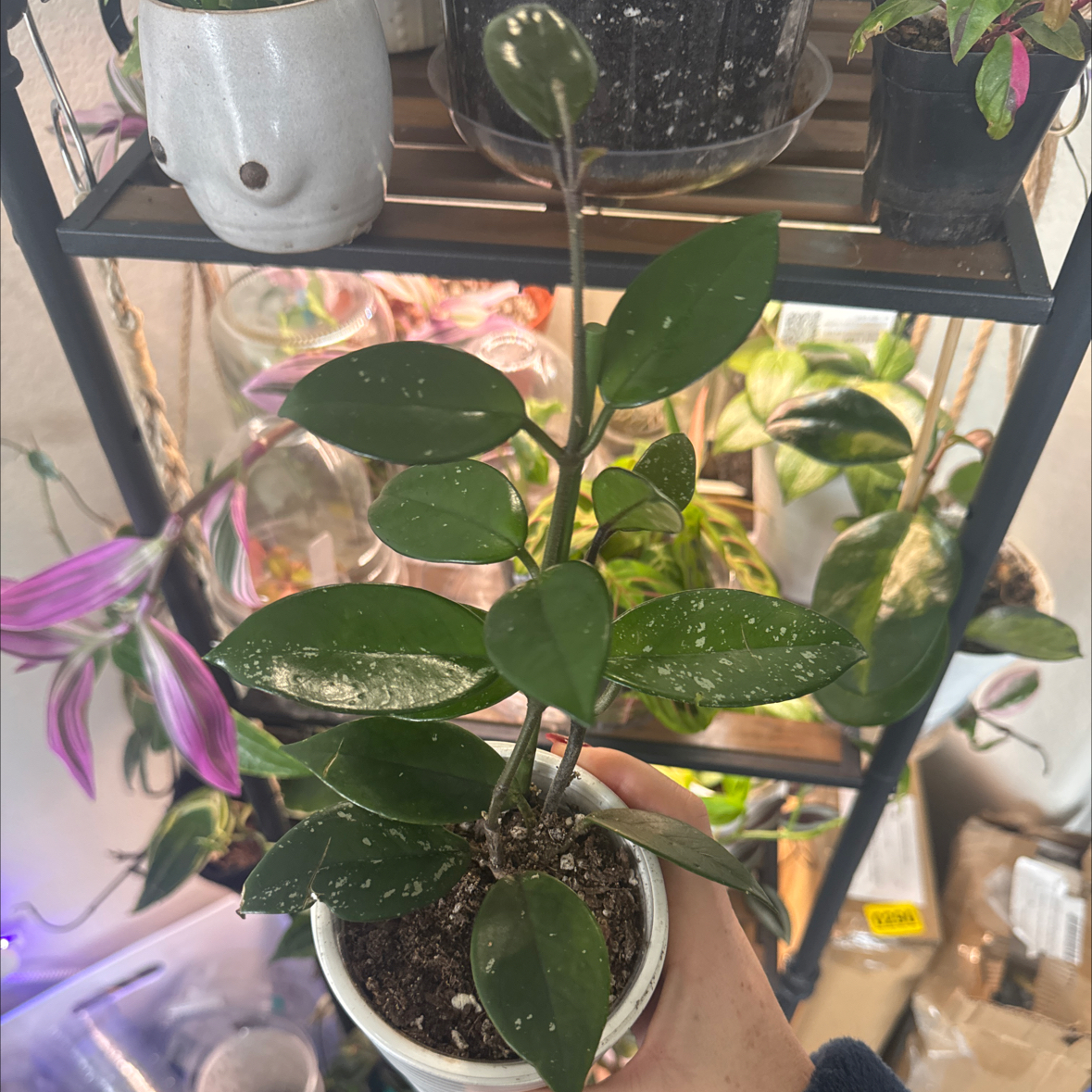 Photo of the plant species Stardust Hoya Carnosa by @YesLime88 named Stella on Greg, the plant care app