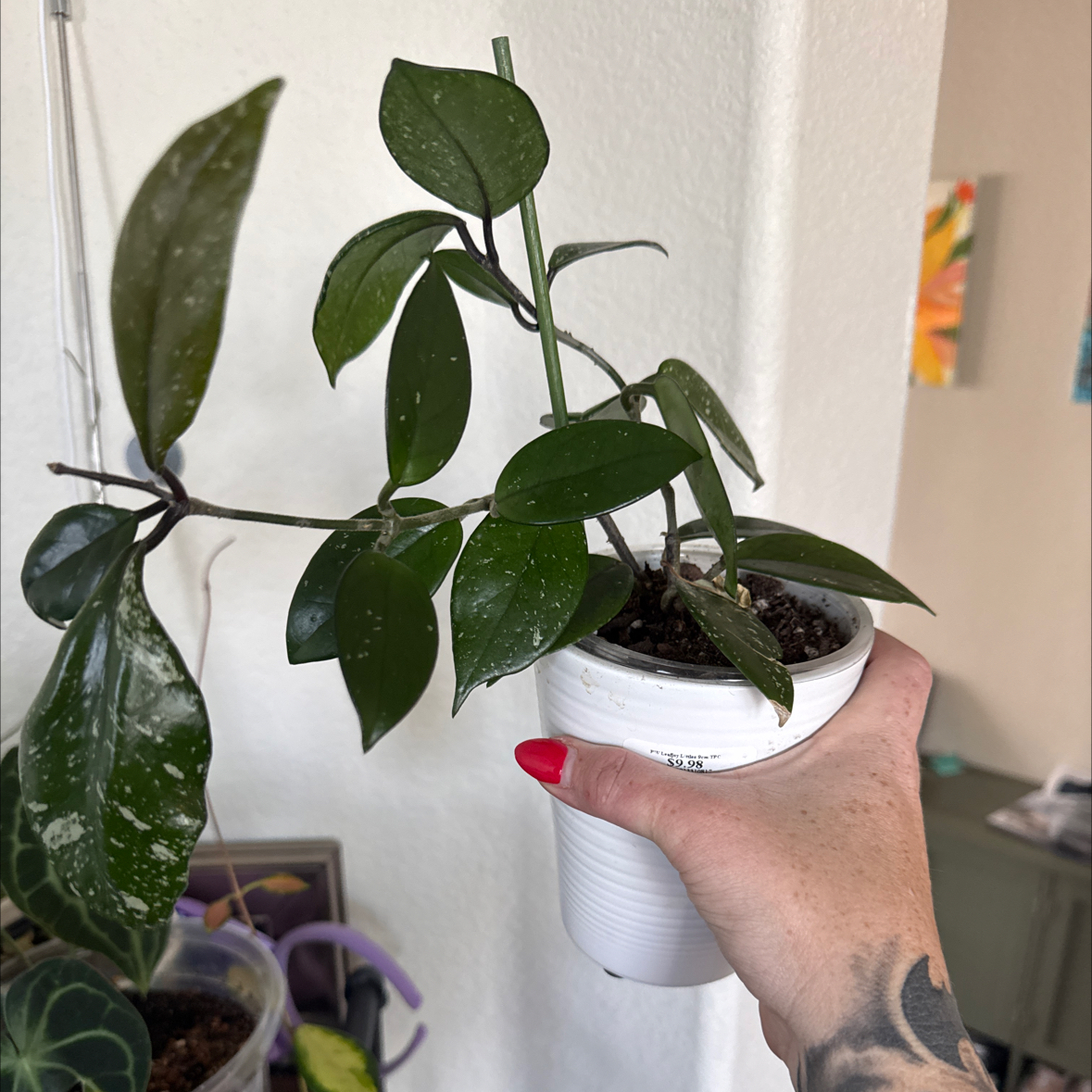 Photo of the plant species Stardust Hoya Carnosa by @YesLime88 named Stella on Greg, the plant care app