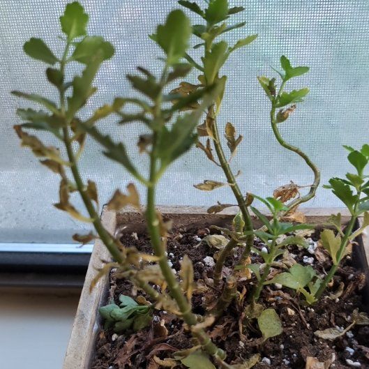 Photo of the plant species European Searocket by @YesKoa75 named Austen on Greg, the plant care app