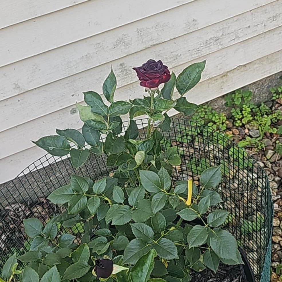 Photo of the plant species Black Baccara Rose by @GuardianRye24 named Sir Plancelot on Greg, the plant care app