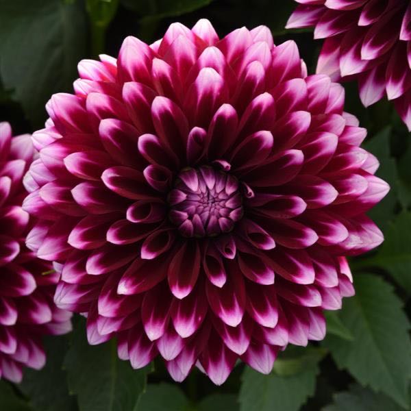Photo of the plant species Dahlia 'Dalaya Purple White' by @GuardianRye24 named Naomi on Greg, the plant care app