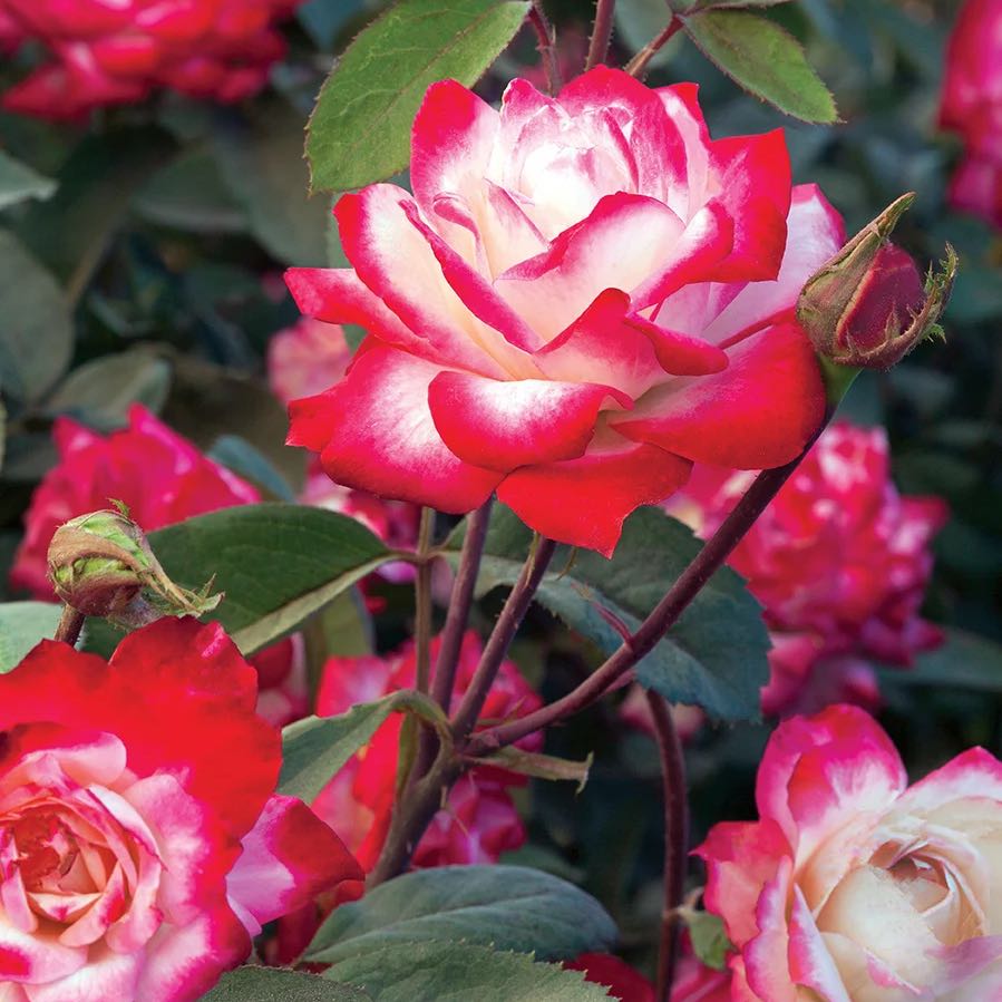 Photo of the plant species Rosa 'Candy Cane Cocktail' by @GuardianRye24 named Eva on Greg, the plant care app