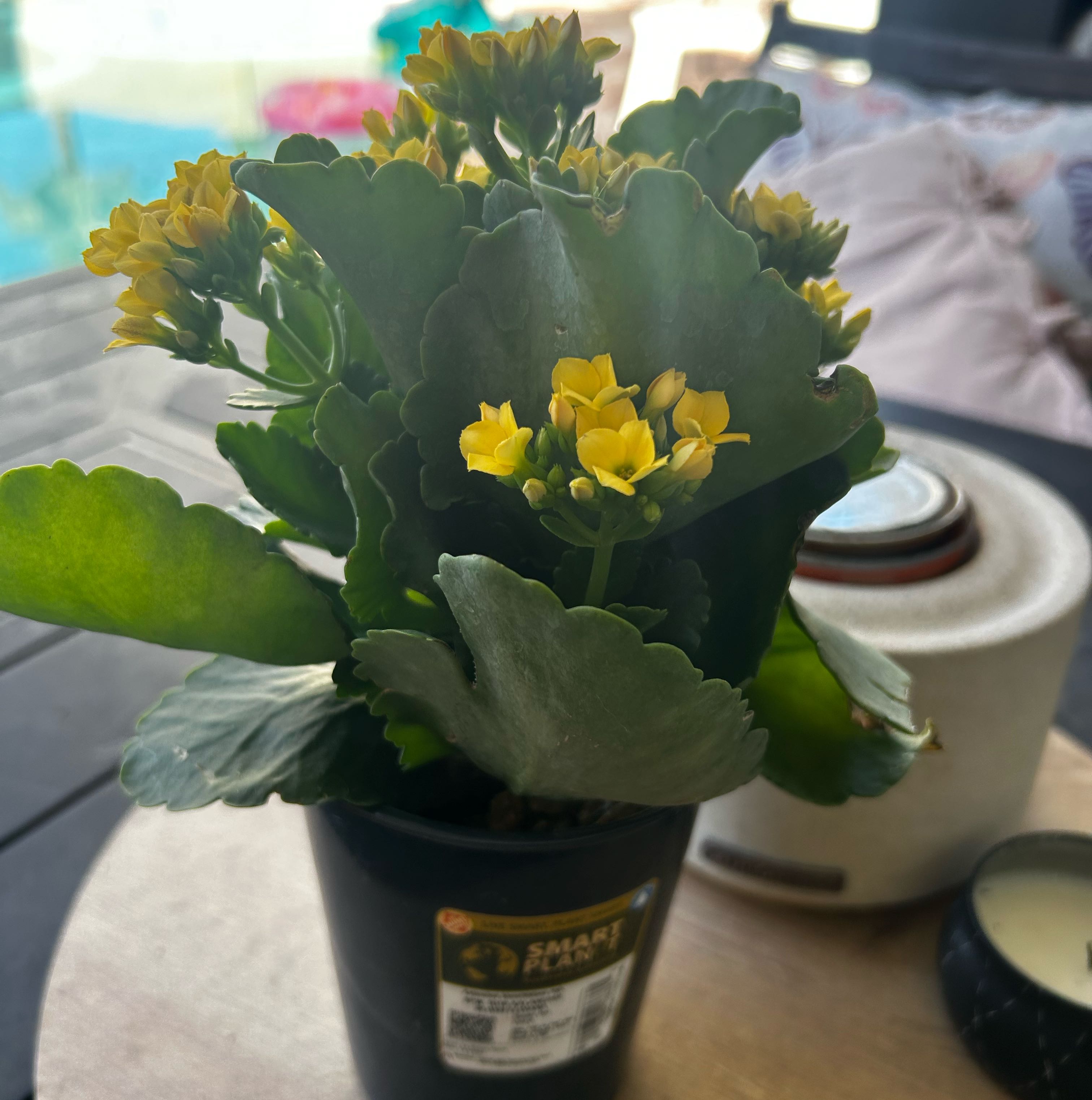 Photo of the plant species Kalanchoe blossfeldiana 'Yellow' by @GemBogbean87 named Khaleesi on Greg, the plant care app