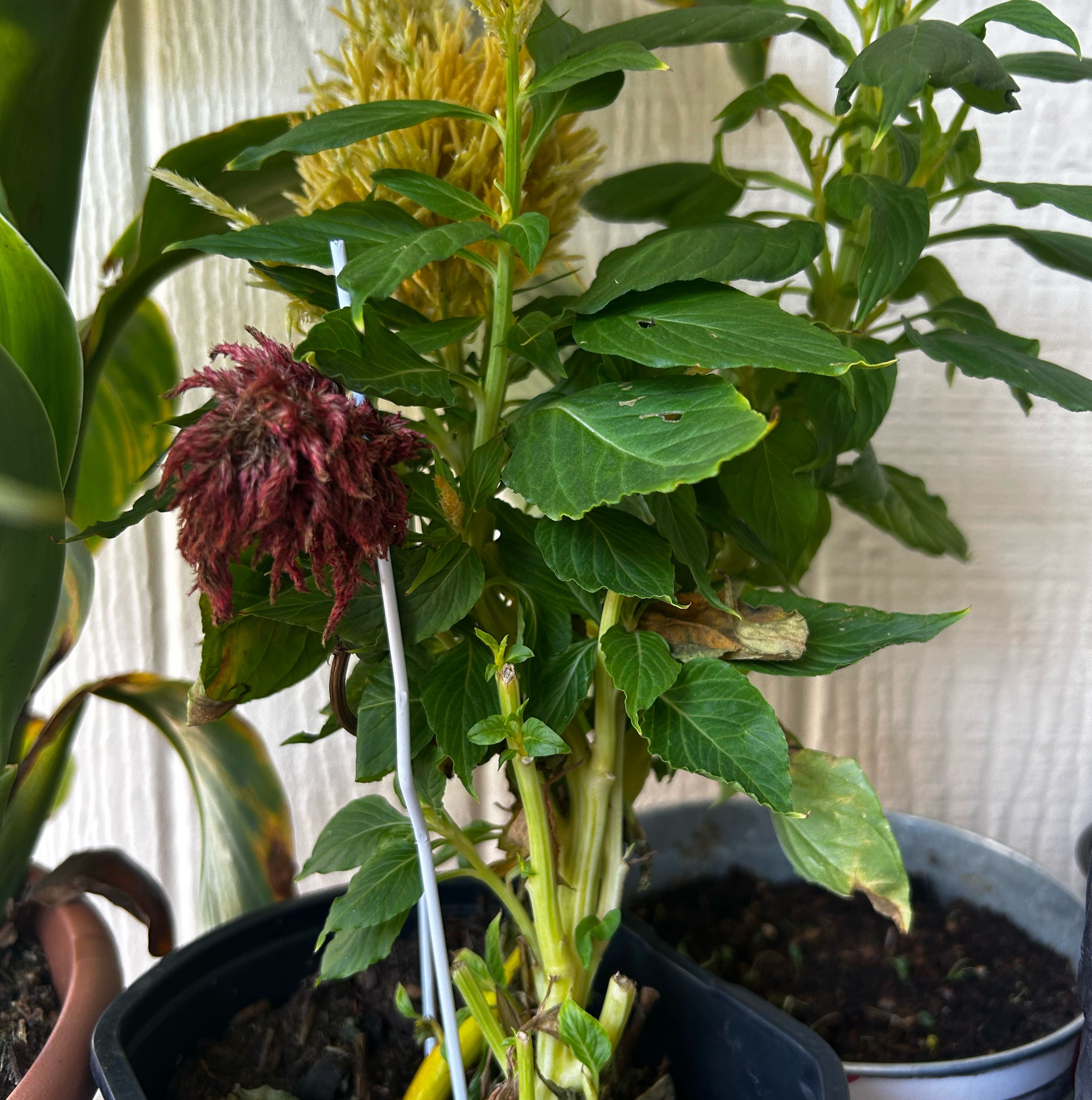 Photo of the plant species Celosia by @GemBogbean87 named Darwin on Greg, the plant care app