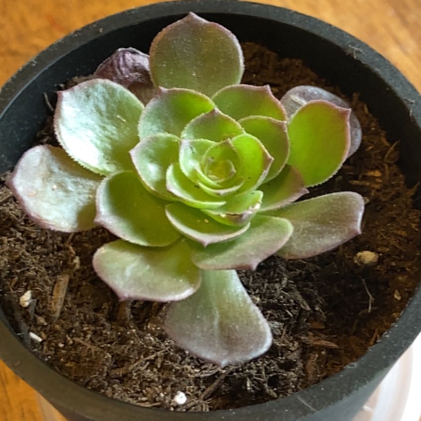 Photo of the plant species Aeonium Black Rose by @SeamlessCoccoon named Goth Fairy on Greg, the plant care app