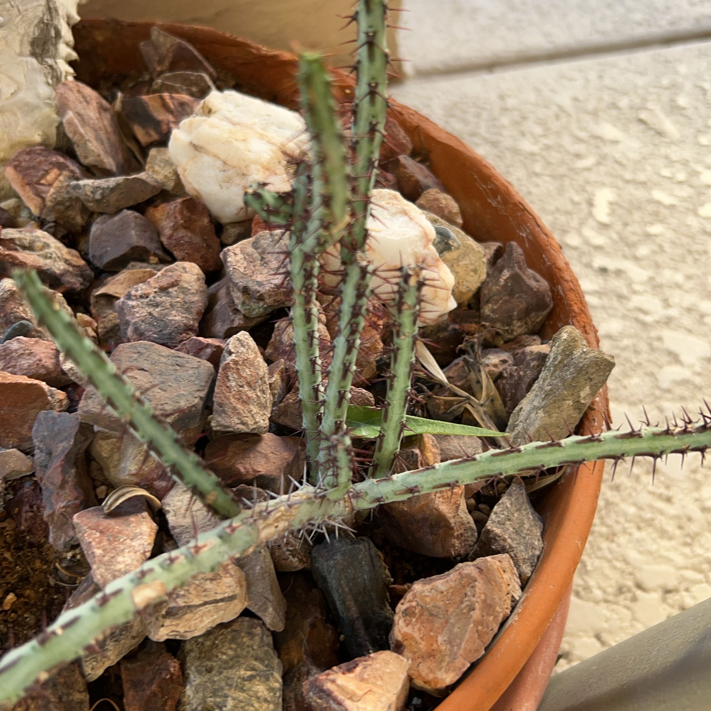 Photo of the plant species Miniature Saguaro by @MagicalKanna37 named Curie on Greg, the plant care app