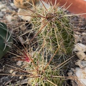 Photo of the plant species Banana Cactus by @LordEndive19 named Harmony on Greg, the plant care app