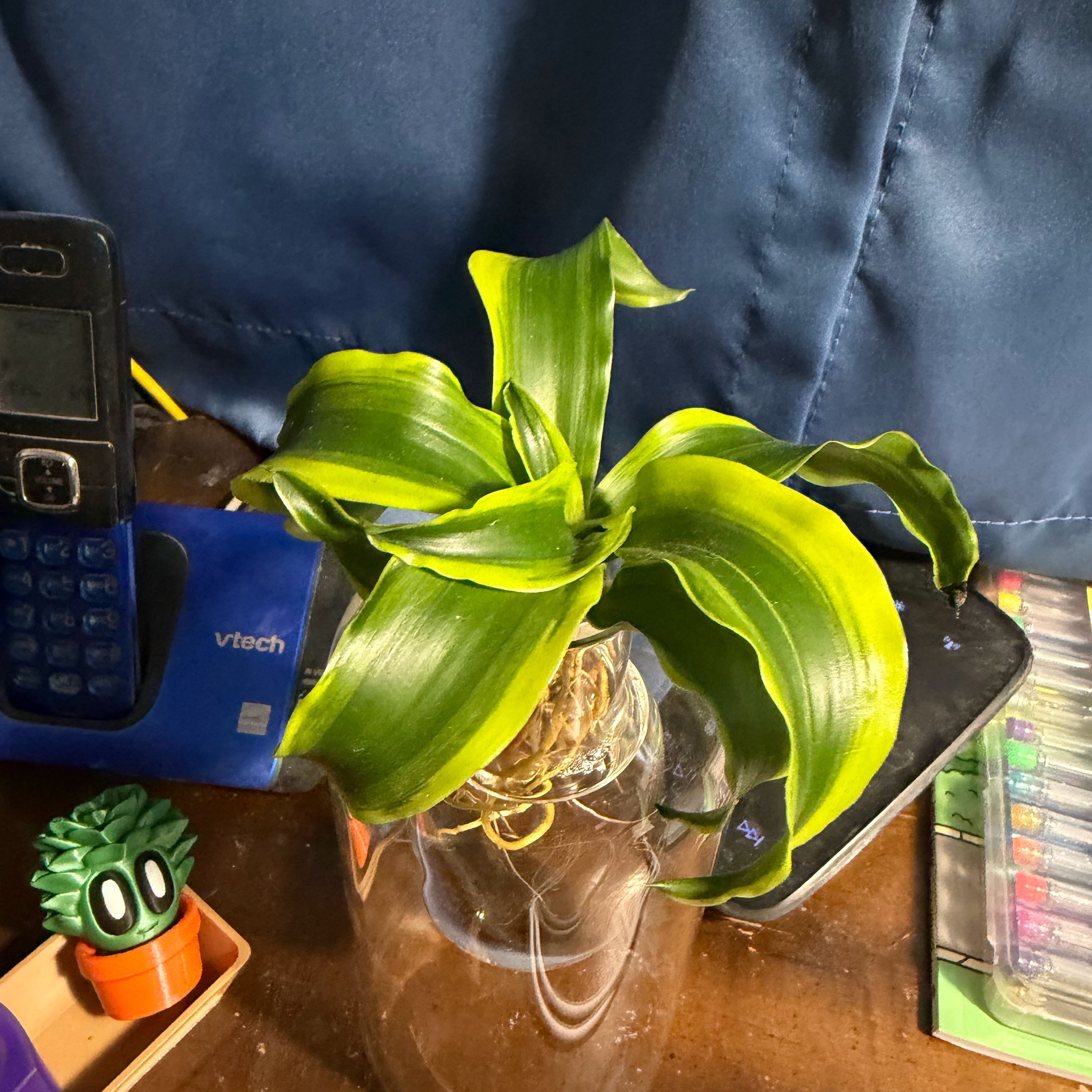 Photo of the plant species Dracaena 'Tornado' by @GreenThumbBabe named Orwell on Greg, the plant care app