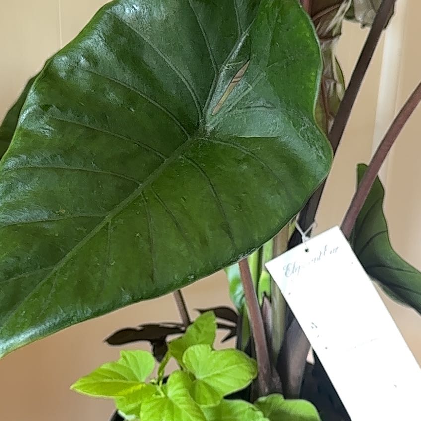 Photo of the plant species Elephant Ear by @AceGrass41 named Stella on Greg, the plant care app