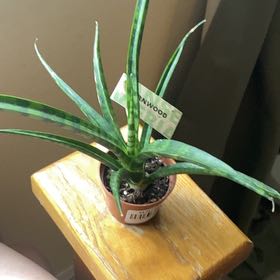 Photo of the plant species Dracaena 'Fernwood' by @NewGraypine92 named Messi on Greg, the plant care app