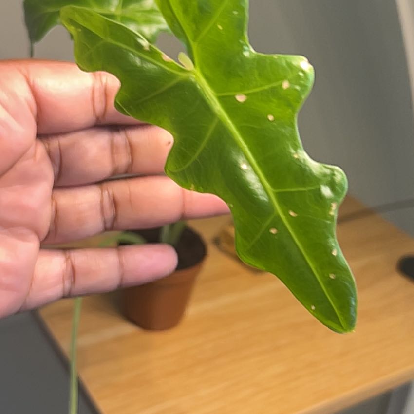 Photo of the plant species Malaysian Monster by @PrettyTawa44 named Ziggy on Greg, the plant care app
