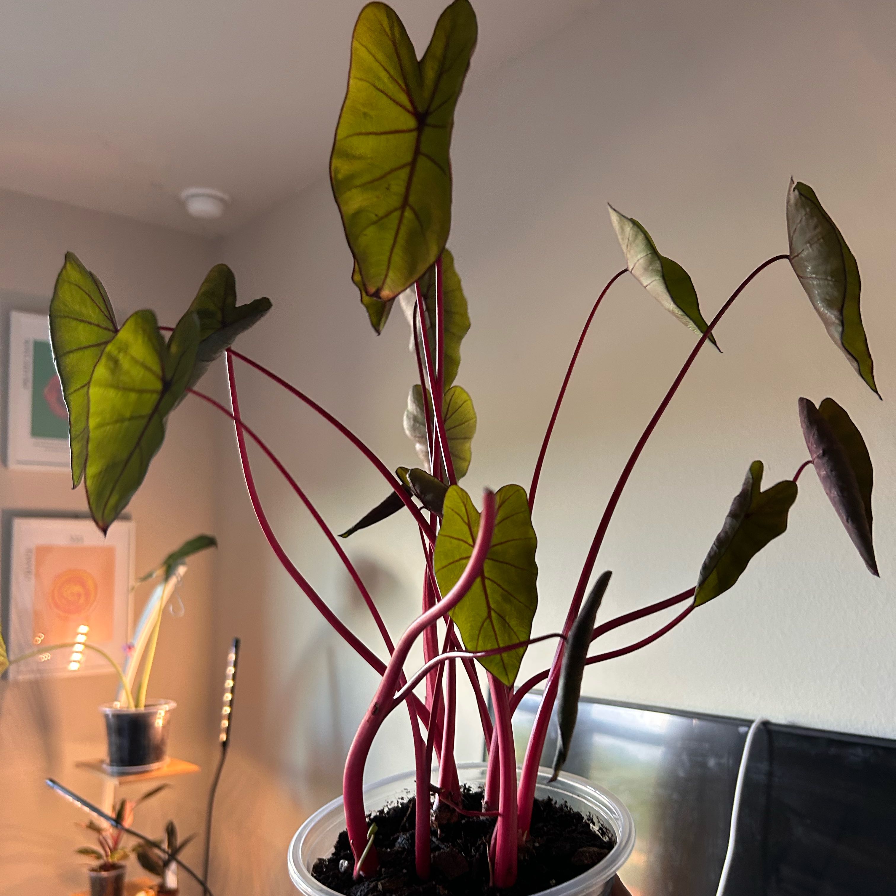 Photo of the plant species Hawaiian Punch Taro by @PrettyTawa44 named Sexiredd on Greg, the plant care app
