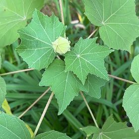 Photo of the plant species Cotton Rosemallow by @SavantSoybean62 named Gaga on Greg, the plant care app