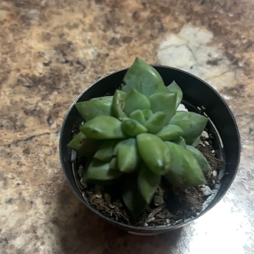 Photo of the plant species Sedeveria by @PoetWinika30 named Dax on Greg, the plant care app