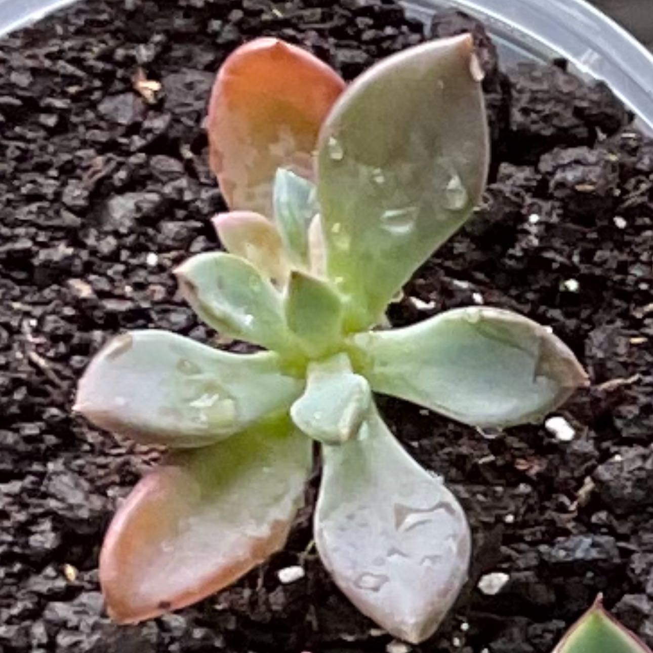 Photo of the plant species Pachyveria 'Nay Alma' by @PoetWinika30 named Kobe on Greg, the plant care app