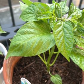 Photo of the plant species Red Habanero by @WinClusia34 named Dolores on Greg, the plant care app