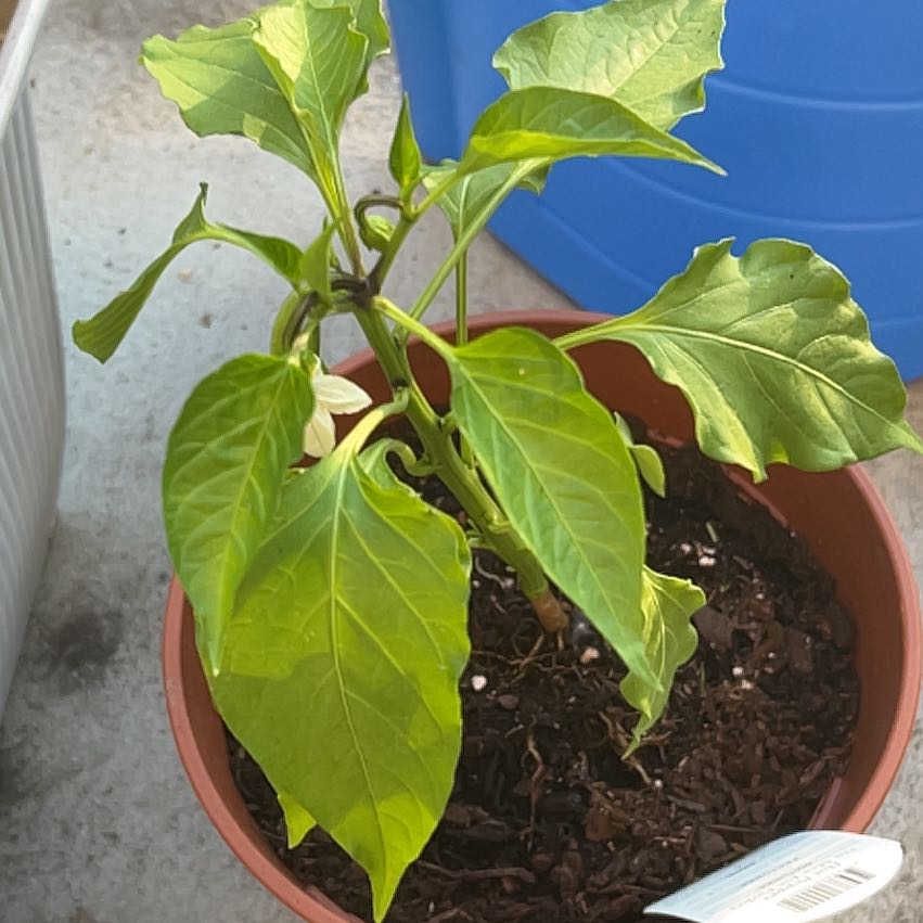 Photo of the plant species Cheyenne Chilli Pepper by @WinClusia34 named Anne on Greg, the plant care app