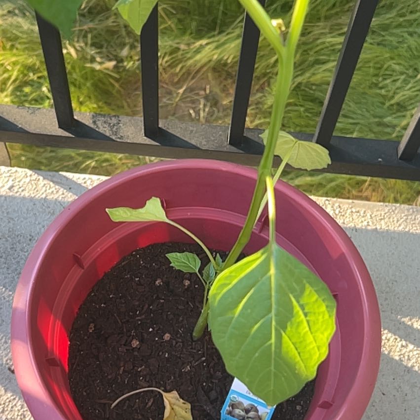 Photo of the plant species Purple Tomatillo by @WinClusia34 named Gomez on Greg, the plant care app